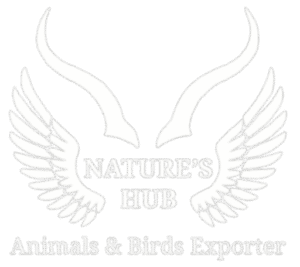 cropped cropped 41141867 e4ce 4cca 82c9 b1e45d92cbc6.png